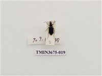 藏品(步行蟲(1))的圖片